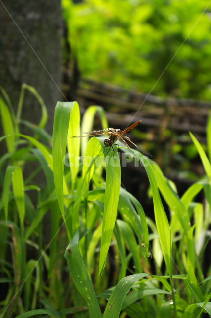 곤충,잠자리,식물,plant,초록,풀,식물,자연,plants,nature,동물,animal,곤충,벌레,insect,bug