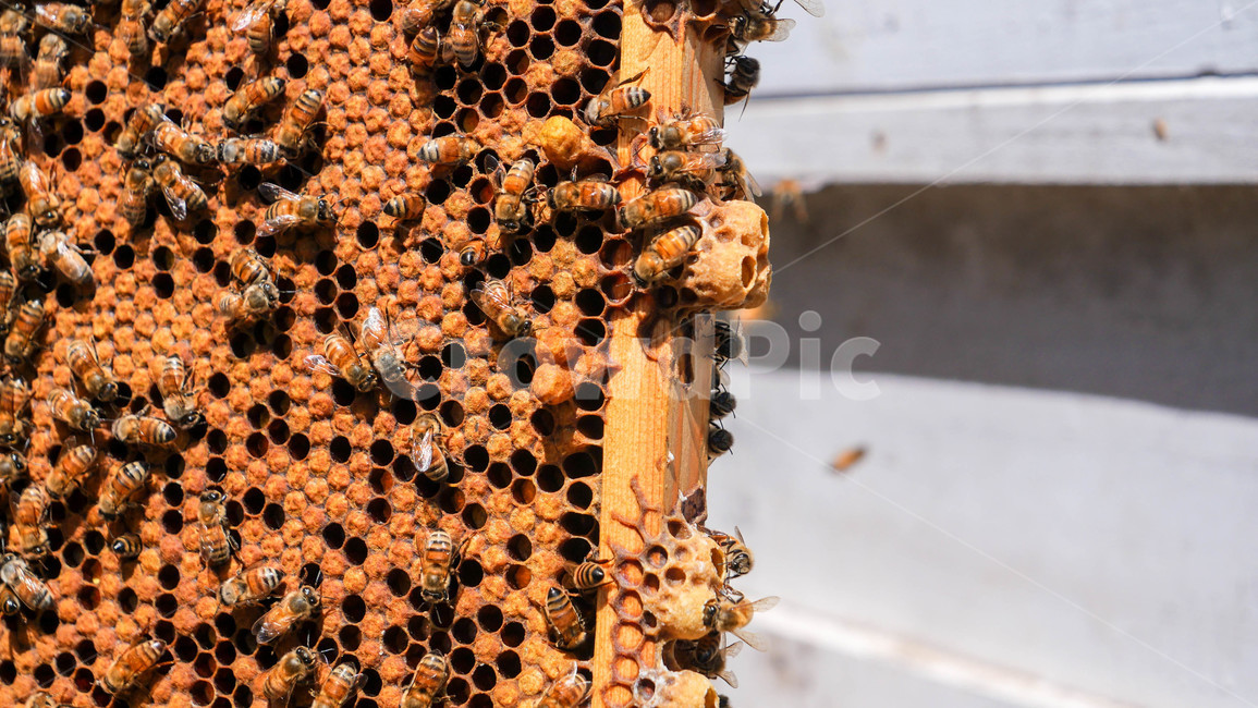 꿀벌,꿀,양봉,로얄젤리,프로폴리스,벌통,여왕벌,일벌,honeybee,bee,벌,곤충,insect,animal,invertebrate