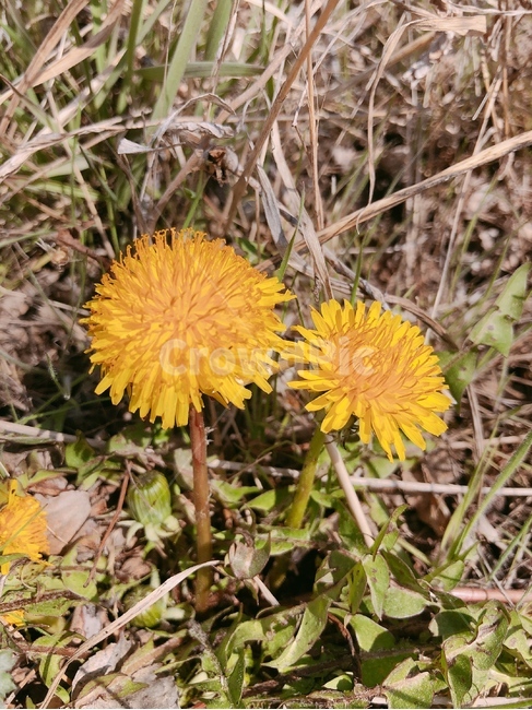 민들레,plant,식물,노랑,꽃,들꽃,자연,산책,힐링,봄,봄나들이,도로,dandelion,풀,국화,민들레김치,나물,주변,도심주변,우산모양