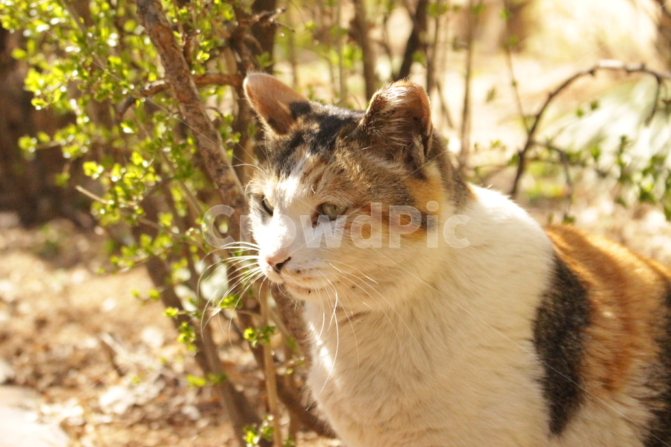 cat,고양이,동물,animal,삼색고양이,포유류,자연,풀,길고양이,도둑고양이,동물,animal,포유류,mammal,고양이,cat,kitten,kitty