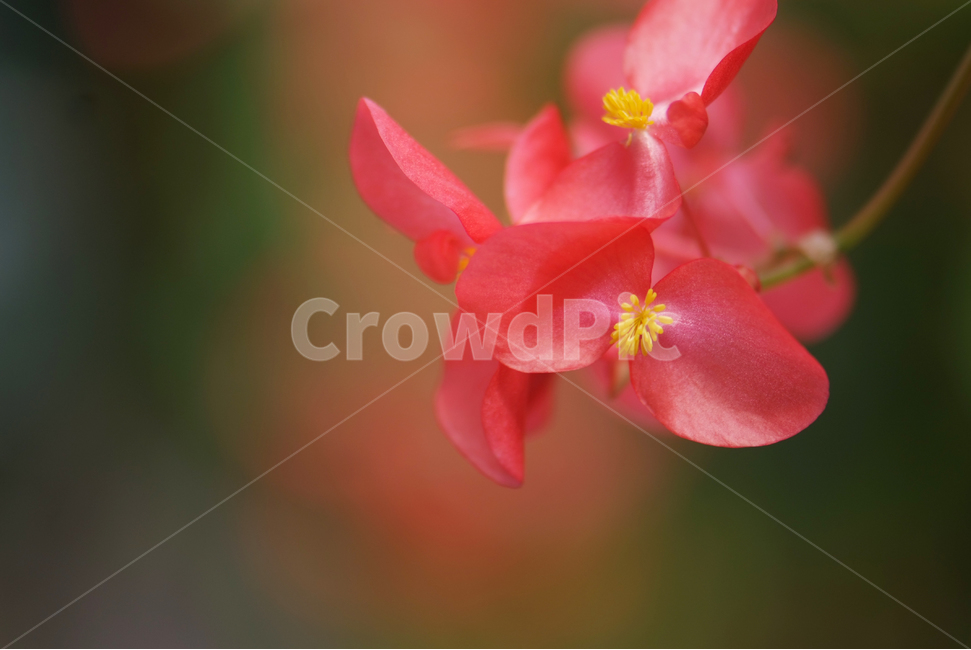 사철베고니아,Begoniagrandis,꽃,꽃잎,flowers,주황색꽃,식물,자연,plants,nature,꽃,flower,감성,sensible,feeling