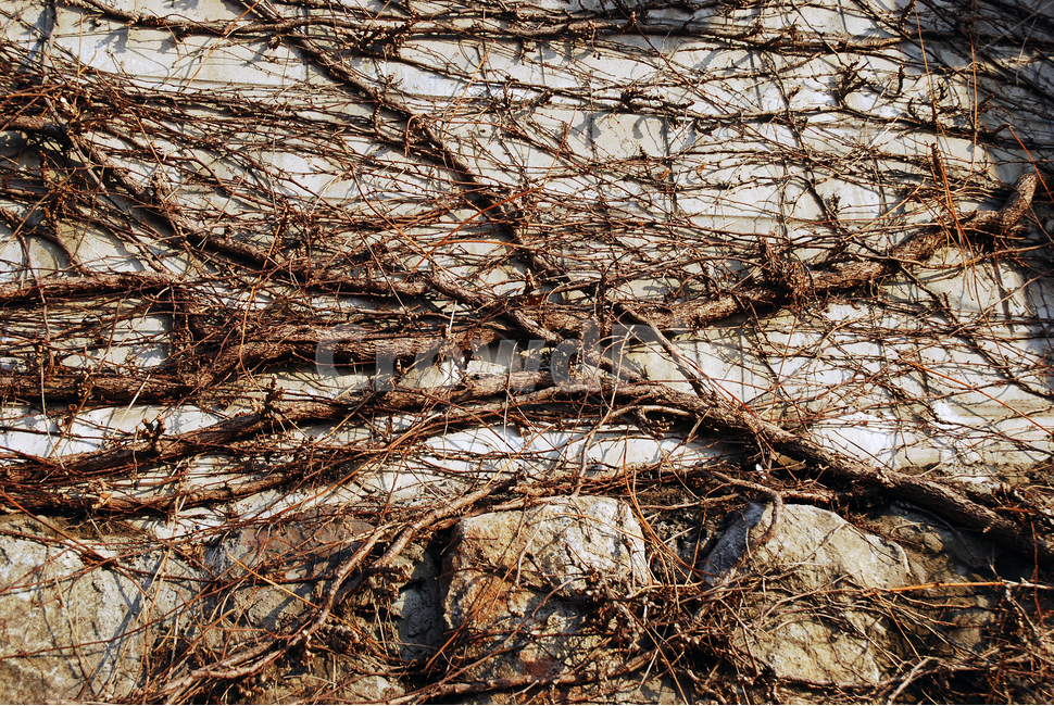 벽,담쟁이,덩굴,패턴,배경,나무,식물,자연,plants,nature