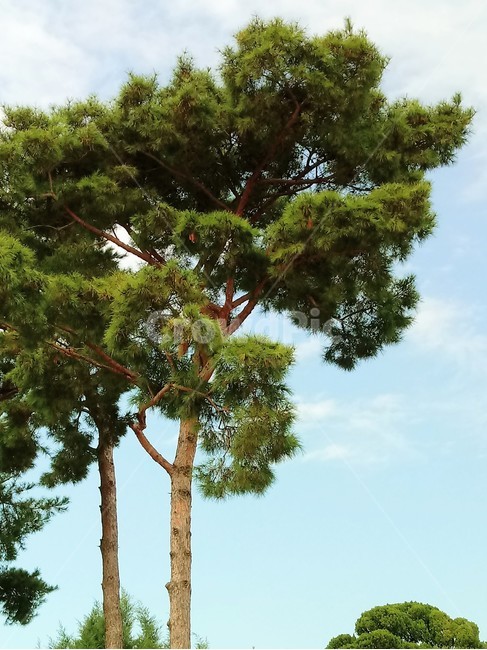 tree,소나무,나무,상록교목,솔나무,송목,적송,육송,송유송,여송,자송,청송,식물,plant
