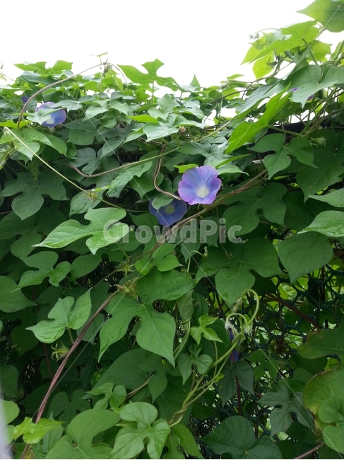 나팔꽃,덩굴,모닝글로리,남색꽃,넝쿨,덩쿨,식물,plants,잎,초록잎,leaf,연두색,녹색,초록색,lightgreen,green,이파리,싱싱한,fresh,자연,nature,아침,모닝,morningglory,vine