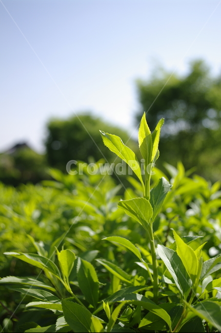 초록,나무,잎,하늘,식물,plant,자연,nature,식물,자연,plants,nature