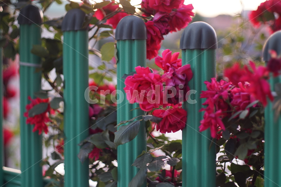 장미,꽃,여름,식물,감성사진,로즈,담장,식물,자연,plants,nature,꽃,flower