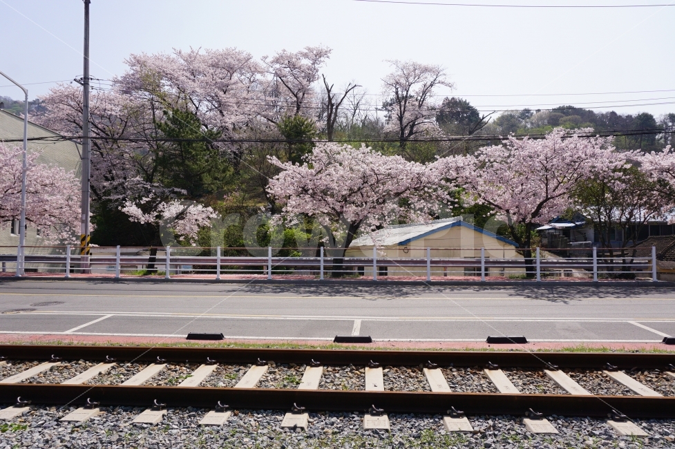 진해,벚꽃,진해벚꽃,철길,행암마을,자연,풍경,nature,landscape,봄,계절,spring,season,교통,교통수단,traffic,transportation,rail,레일,railway,철도,train track,기찻길,plant,식물,blossom,꽃,flower