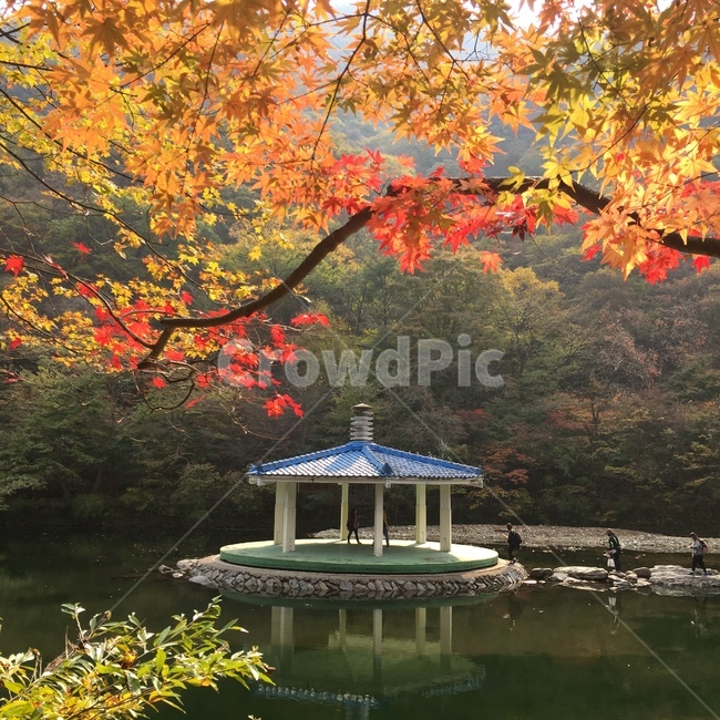 가을,계절,단풍잎,단풍,낙엽,단풍나무,정자,호수,식물,나무,잎