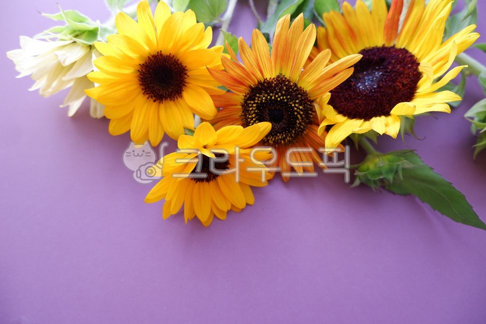해바라기,꽃다발,꽃,계절꽃,꽃꽃이,플라워,컬러풀,꽃잎,보라색,flower,sunflower,flowerarrangement