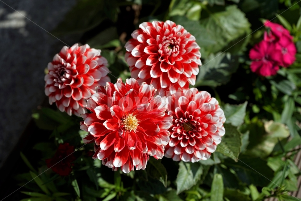 봄,정원,가드닝,원예,원예식물,화려,식물,꽃,garden,scent,healing,bloom,colorful,floral,flower,gardenflowers,happymind,life,nature,plant,spring