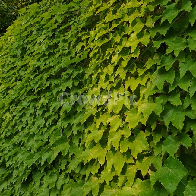 자연,초록색,green,nature,풀
