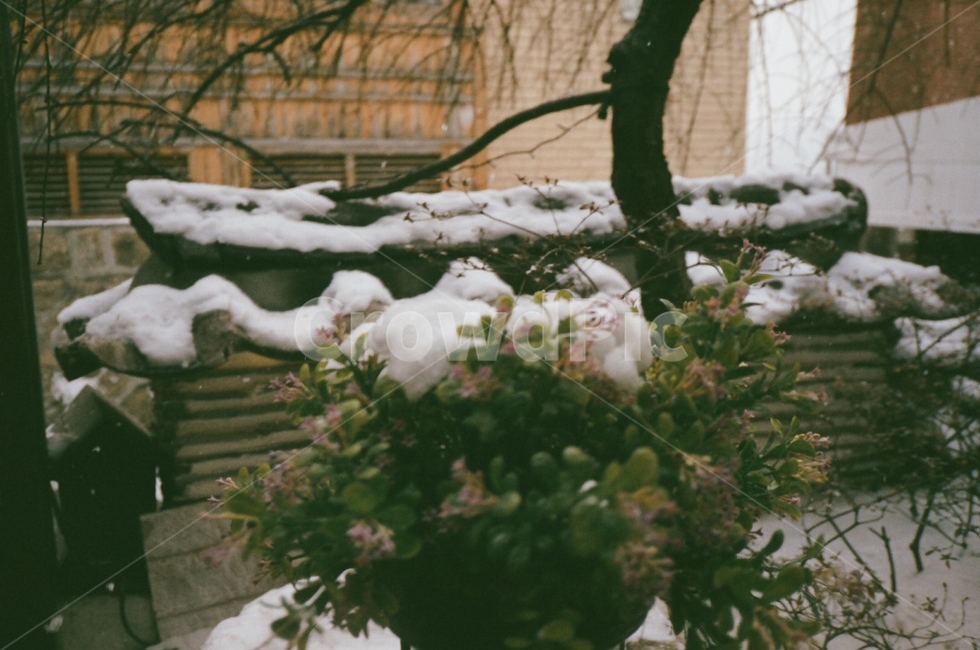 담벼락,담,한옥,눈,snow,필름,필름사진,film,plant,식물,나무,tree