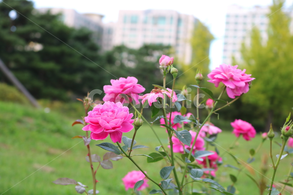 장미,꽃,장미꽃,식물,덩굴식물,블루리버,자연,식물,자연,plants,nature,꽃,flower