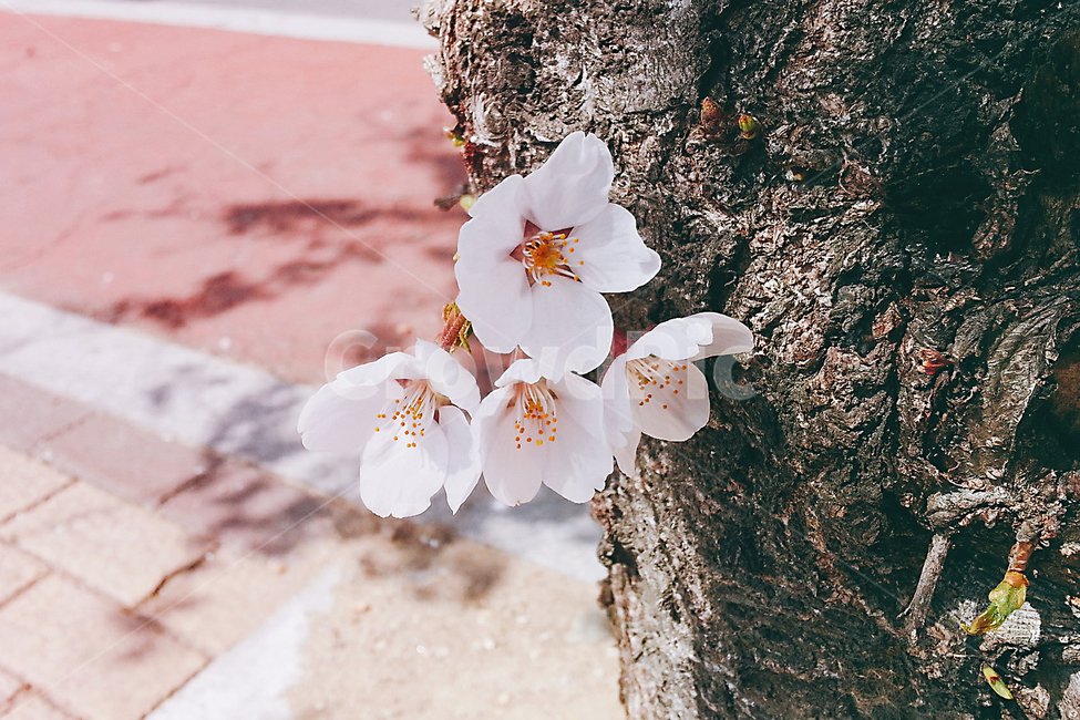 식물,plant,blossom,flower,꽃,벚꽃,식물,자연,plants,nature,꽃,flower
