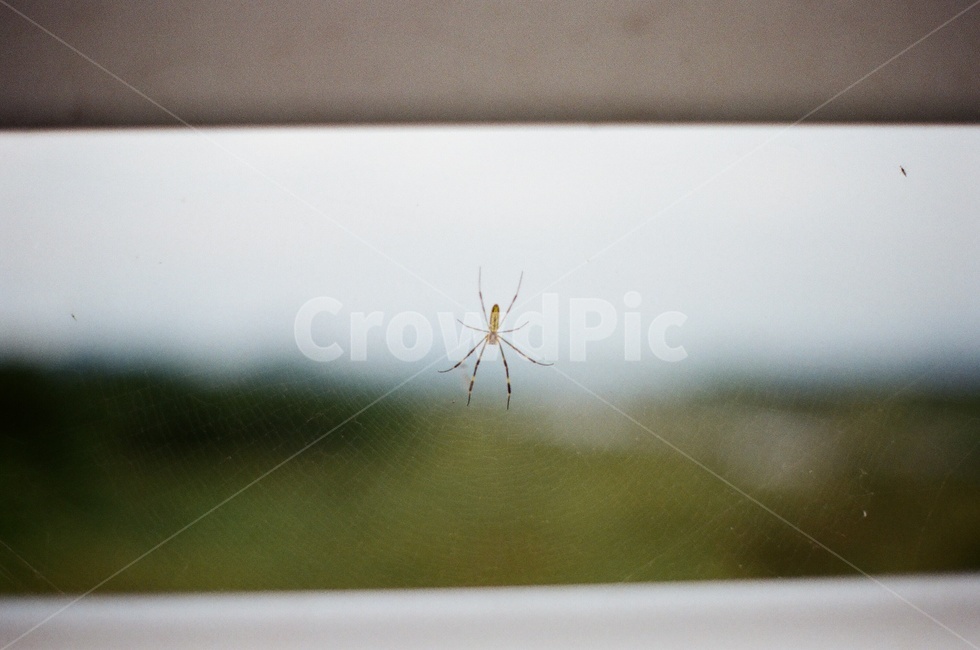 거미,거미줄,필름,필름사진,시골,시골길,다리,곤충,벌레,insect,bug
