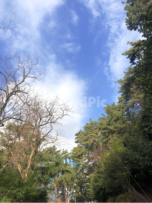 자연,풍경,나무,하늘,색감,힐링,자연,풍경,nature,landscape,tree,plant,식물