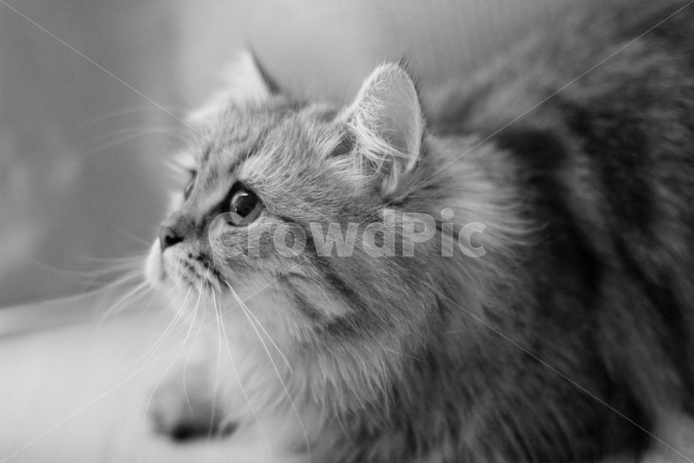 고양이,동물,흑백,귀여움,사랑스런,동물,animal,고양이,cat,kitten,kitty,흑백,모노톤,monochrome,black and white