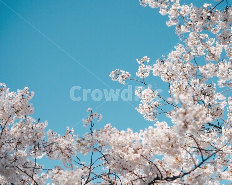 벚꽃,꽃,하늘,봄,풍경,봄,계절,spring,season,식물,자연,plants,nature,꽃,flower,감성,sensible,feeling,색깔,색상,색채,색감,color sense,color sensitivity,feeling of color,plant,blossom