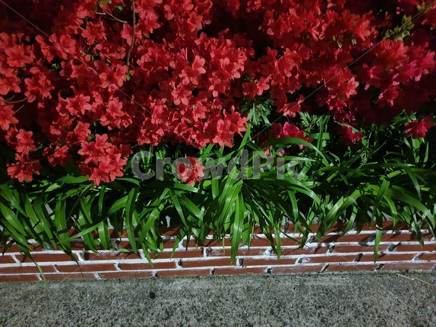 꽃,붉은,꽃잎,자연,식물