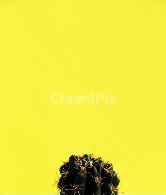 plant,식물,화분,선인장,가시,식물,자연,plants,nature,색깔,색상,색채,색감,color sense,color sensitivity,feeling of color
