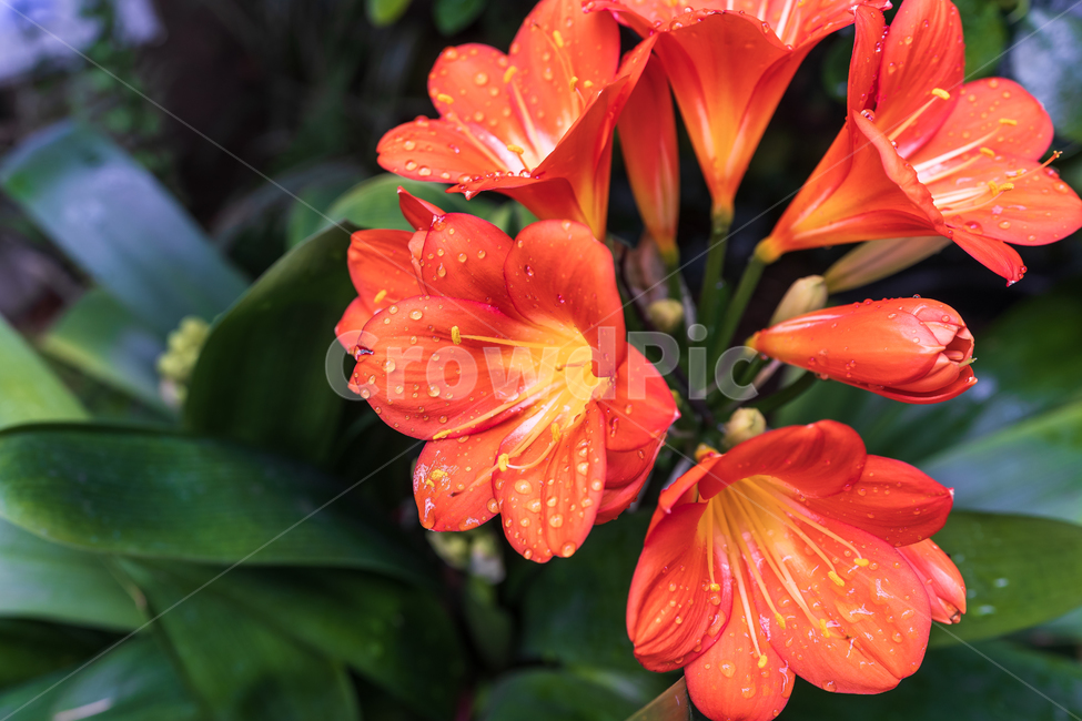 봄,꽃,flower,자연,nature,식물,plants,식물,자연,plants,nature,꽃,flower