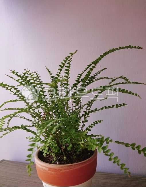 companion plant,fern,plant,interior plants,Bracken,leaf,Derpy fern
