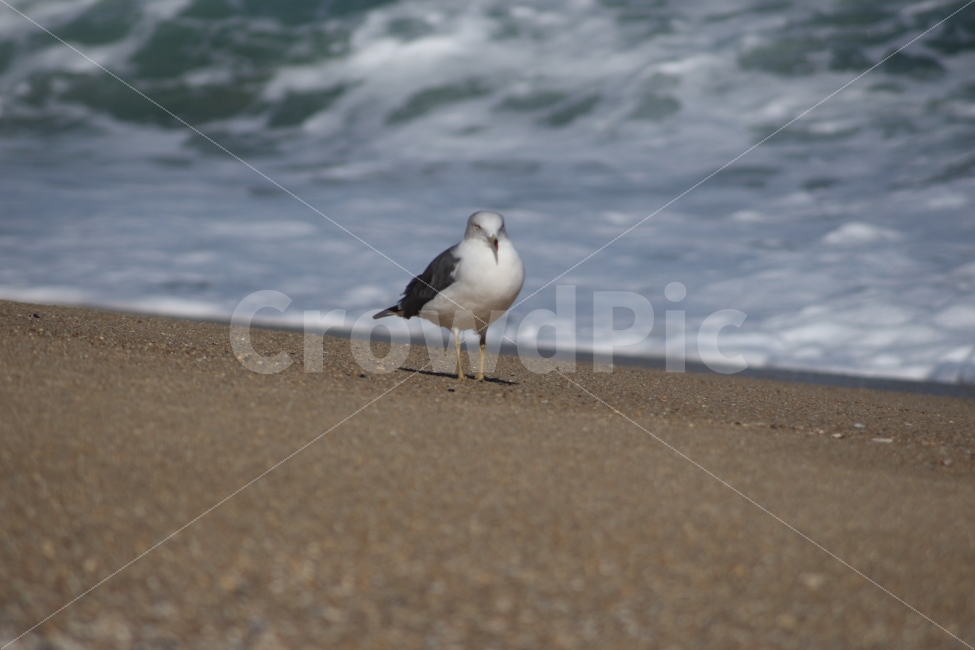 갈매기,동물,조류,새,바다,모래사장,파도,바닷가,해변,해변가,gull,sea,한마리,해변,바다,beach,sea,동물,animal,조류,새,birds