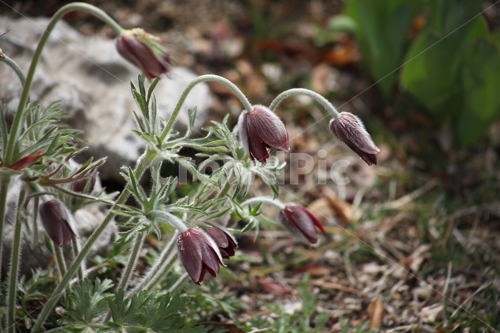 할미꽃,노고초,봄,꽃,koreanpasqueflower