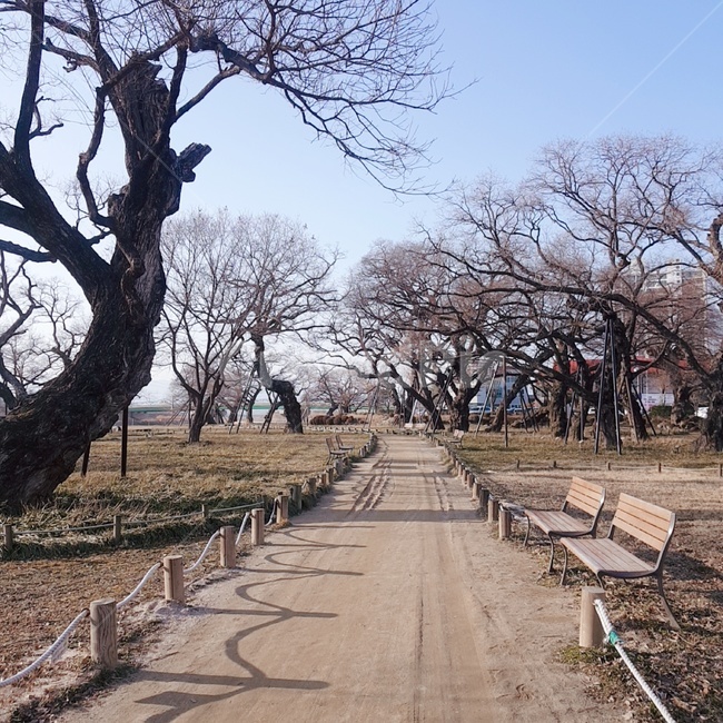 식물,나무,tree,겨울공원,겨울풍경,겨울나무,산책