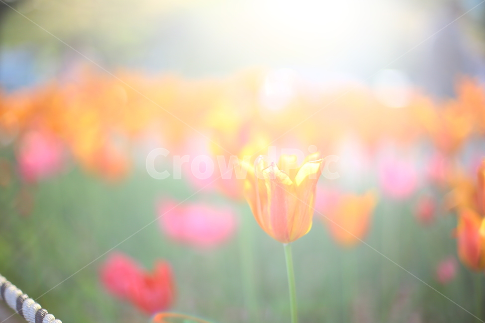 봄,꽃,튤립,노을,연지공원,햇살,꽃말,봄,계절,spring,season,식물,자연,plants,nature,꽃,flower,휴식,힐링,rest,relaxation,healing,plant