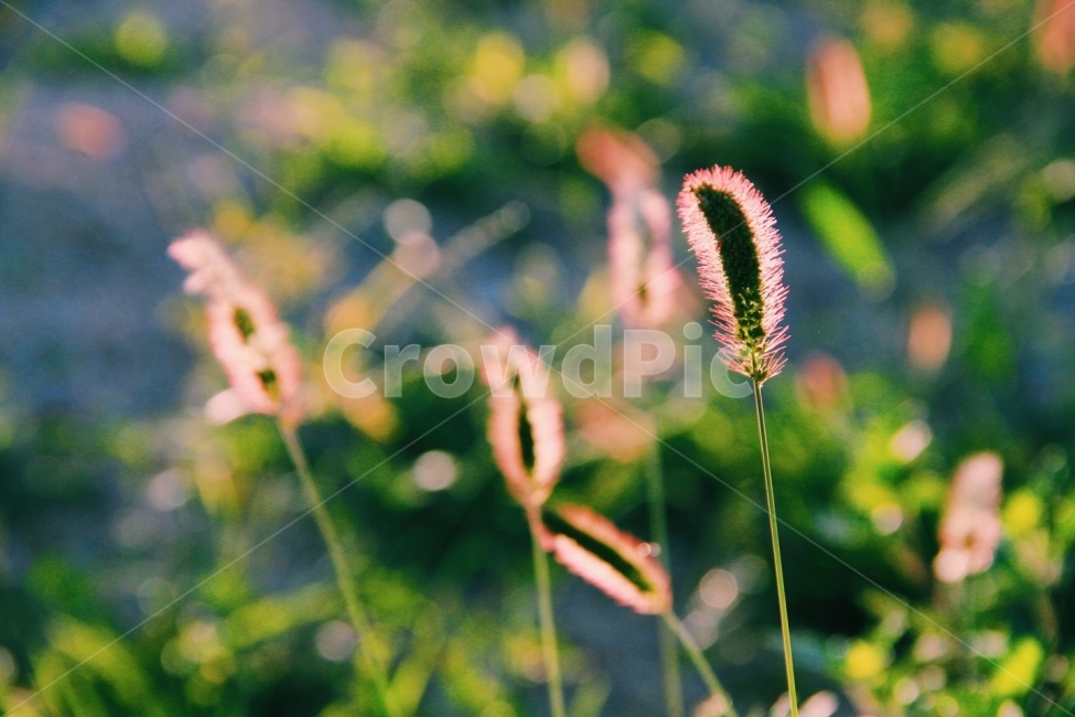 강아지풀,가을,배경사진,ppt,광고,아름다움,분위기,감성,색감,하늘공원,식물,자연,plants,nature,감성,sensible,feeling,휴식,힐링,rest,relaxation,healing