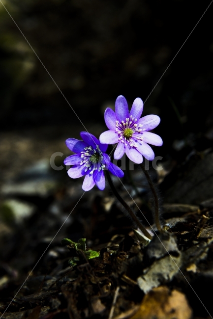 노루귀,꽃,봄꽃,노루귀꽃,봄에피는꽃,식물,자연,plants,nature,꽃,flower
