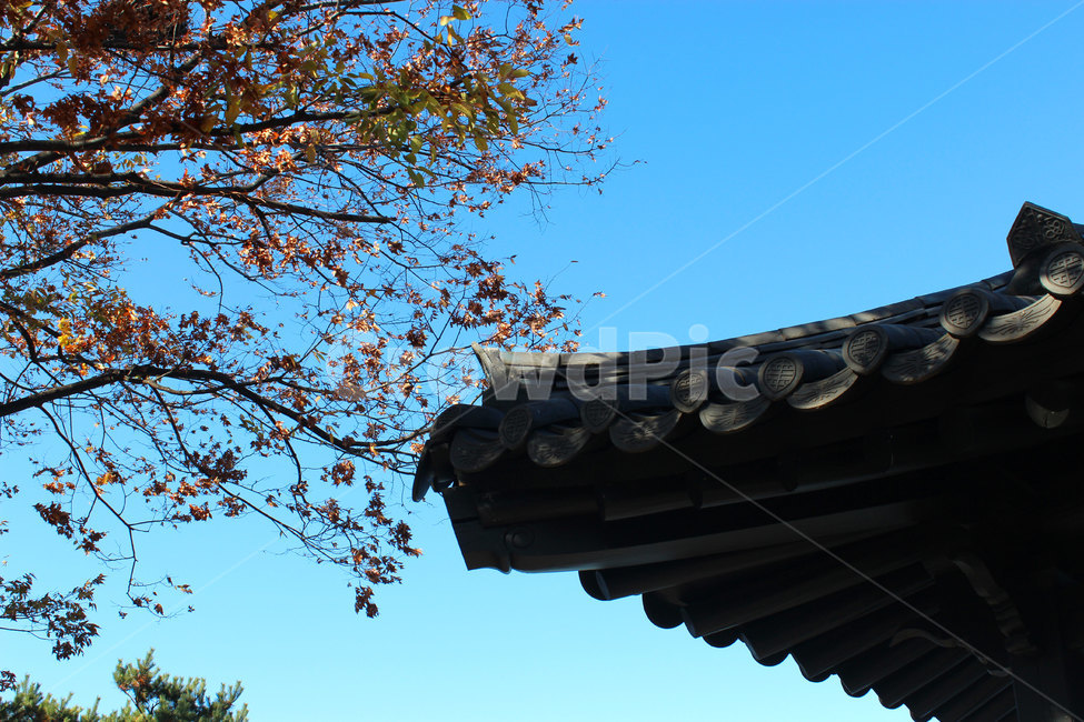 나무,기와,기와집,nature,tree,한국전통,한국문화,korean traditional,korean culture,건축물,건물외관,exterior,building,structure,architecture,construction