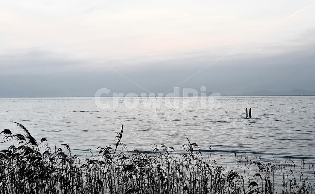 plant,식물,grass,lawn,잔디,reed,sea