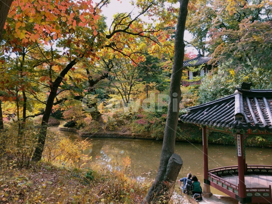 changdeokgungpalace,창덕궁,창덕궁후원,한국관광지,유명관광지,한국궁궐,풍경,경치,낙엽,architecture,building,가을,계절,fall,autumn,season,tree,나무,plant,식물