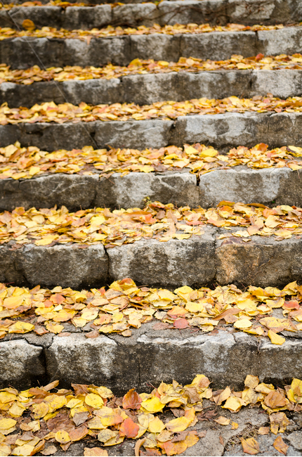 가을,낙엽,계단,노랑색,은행잎,은행나무,가을,계절,fall,autumn,season,plant,식물,leaf,잎,food,음식