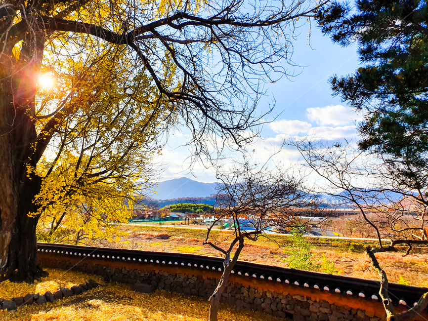 은행나무,나무,식물,자연,풍경,구름,강,가을,계절,fall,autumn,season,자연,풍경,nature,landscape,한국자연풍경,한국자연경관,korea nature landscape