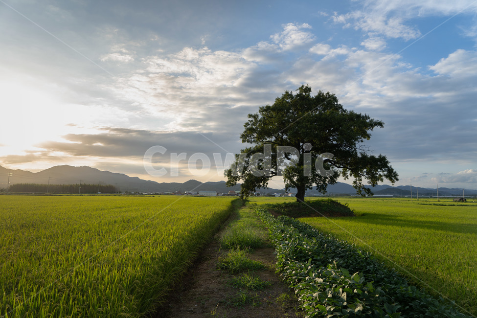 나무,논,벼,해질녘,농촌,논길,자연,풍경,nature,landscape,한국자연풍경,한국자연경관,korea nature landscape,식물,plants,나무,trees,wood,field,들,grassland,목초지,outdoors,옥외