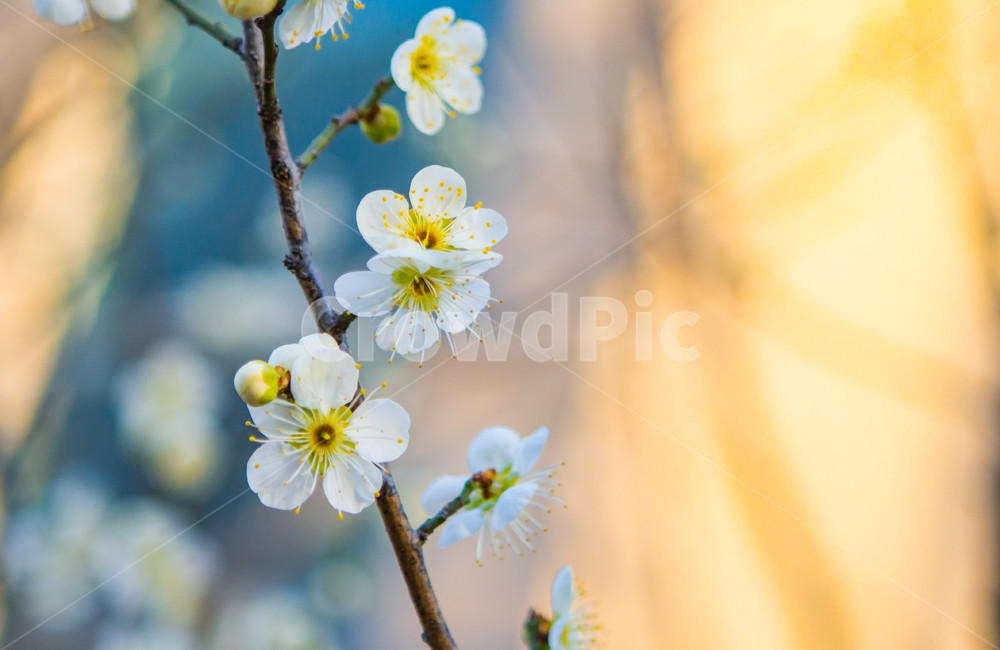 매화,매화꽃,매화나무,봄꽃,꽃,봄날,봄,계절,spring,season,식물,자연,plants,nature,꽃,flower,plant
