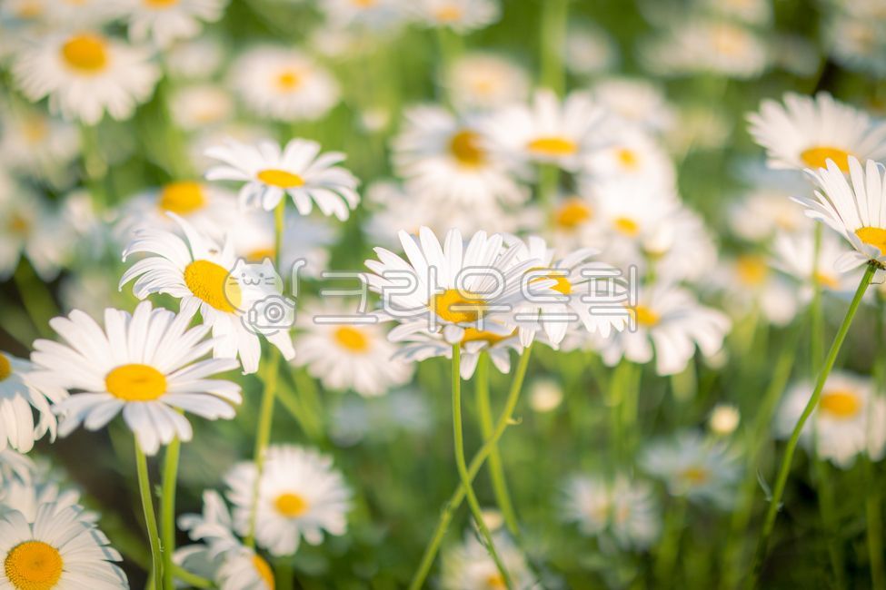 egg flower,plant,Shasta Daisy,daisy,flower