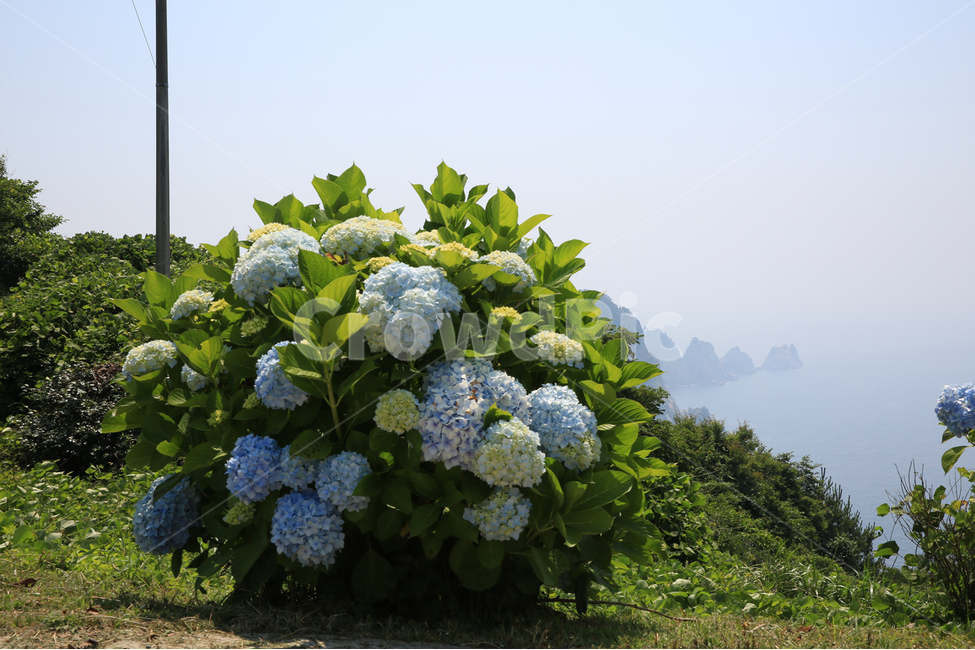 통영,연화도,수국,바다,용머리,용머리해안,출렁다리,해안,식물,자연,plants,nature,꽃,flower
