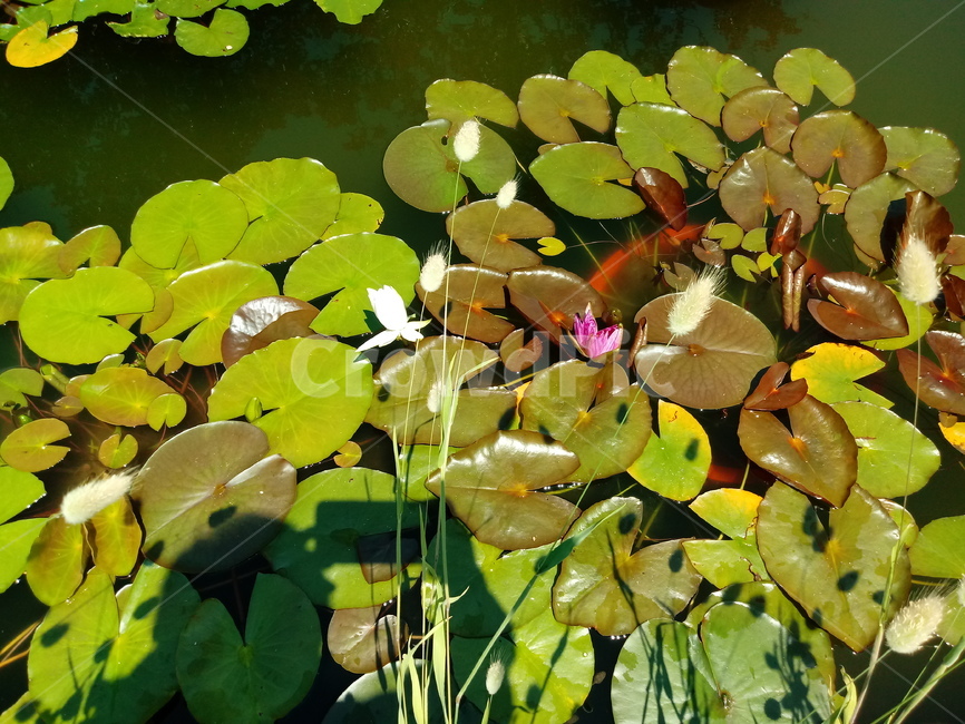 수련,다년생초본식물,수생식물,이판화,쌍자엽식물,자우련,waterlily