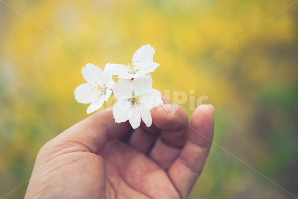 벚꽃,꽃,봄,cherryblossom,장미과,순결,꽃,flower