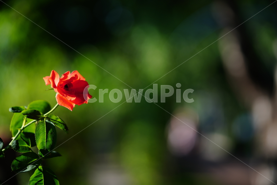 꽃,플라워,색감,식물,생명,생물,컬러,flower,rose,장미,식물,자연,plants,nature,꽃,flower