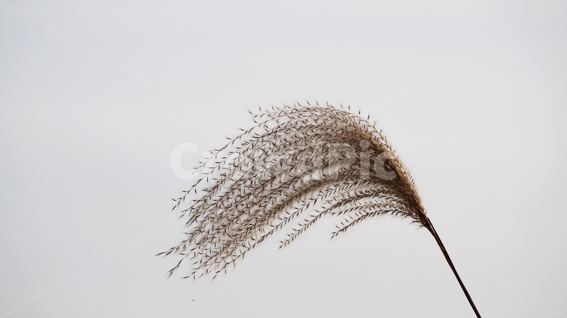 가을,가을풍경,하늘공원,억세풀,갈대,가을,계절,fall,autumn,season,식물,자연,plants,nature,grass,잔디,plant,lawn,animal,동물,bird,새,reed