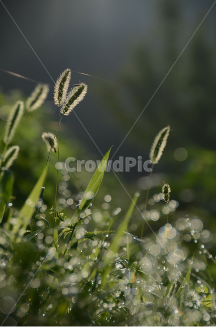 식물,작은물방울,이슬,아침,보케,구슬,강아지풀,식물,자연,plants,nature