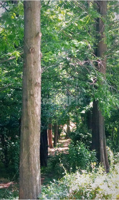 나무,숲,forest,오솔길,path,wood