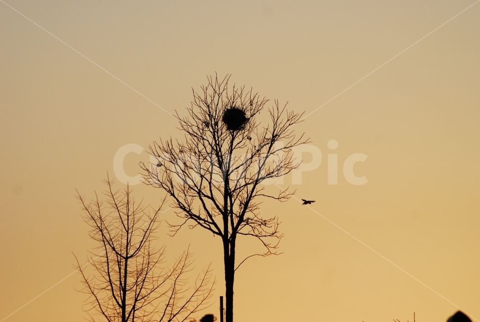 나무,새,외로움,쓸쓸함,해질녘,노을,자연,풍경,nature,landscape