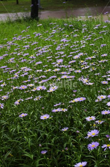 벌개미취,꽃,flower,식물,plant,자연,nature,식물,자연,plants,nature,꽃,flower