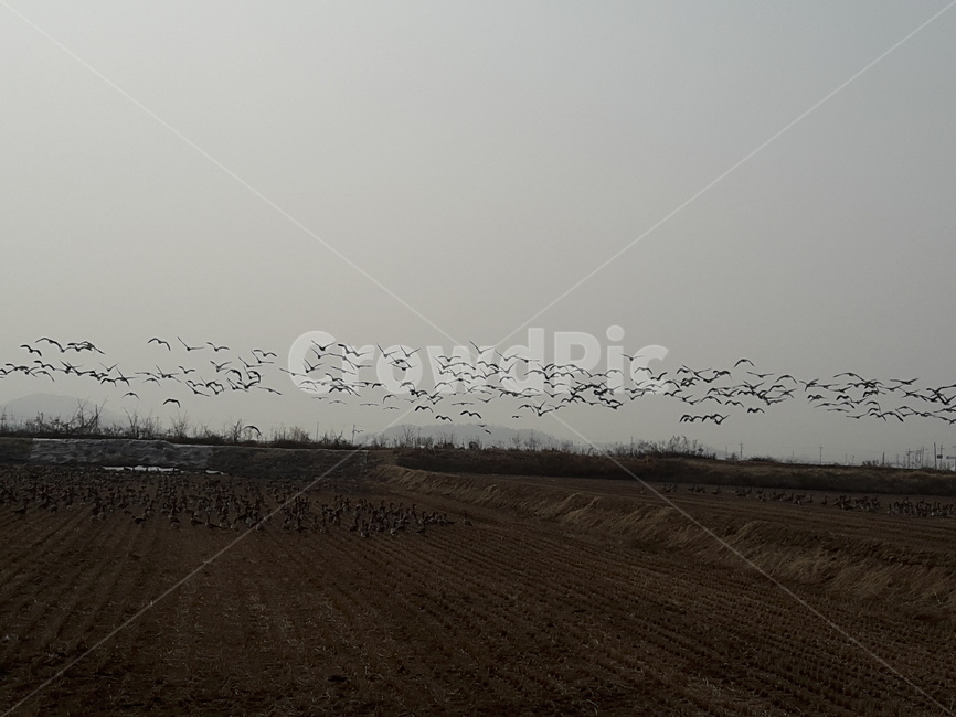 자연,풍경,철새,아름다움,생명,동물,animal,조류,새,birds